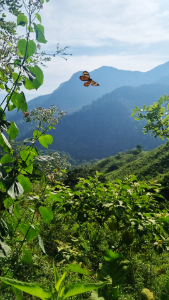 Micro-Foundations of Peace: Bureaucrats, Civilians, and Peacebuilding in Colombia (MicroPeace)